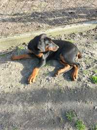 Sprzedam dobermany