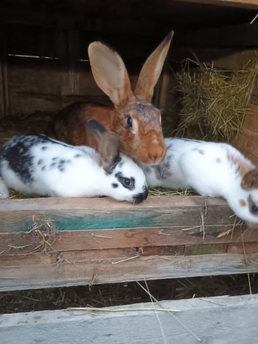 Samica zajęczak z 2 młodymi