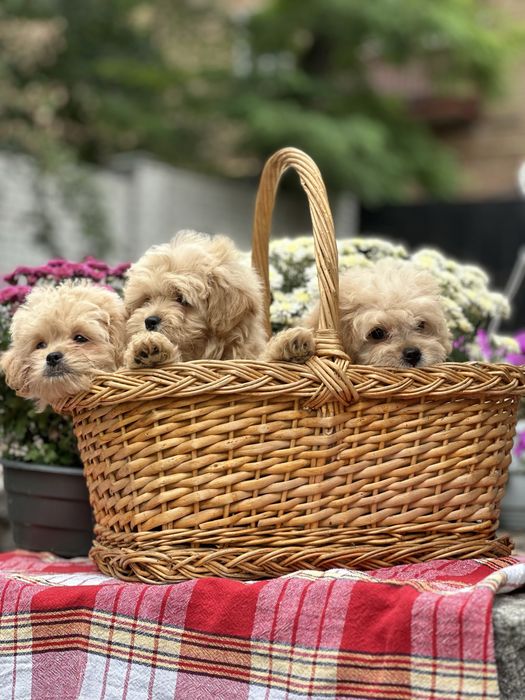 Щенки мальтипу девочка