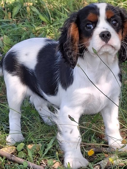 Cavalier King Charles spaniel suczka tricolor