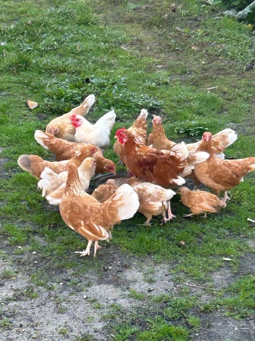 Kurki Bantamki na sprzedaż