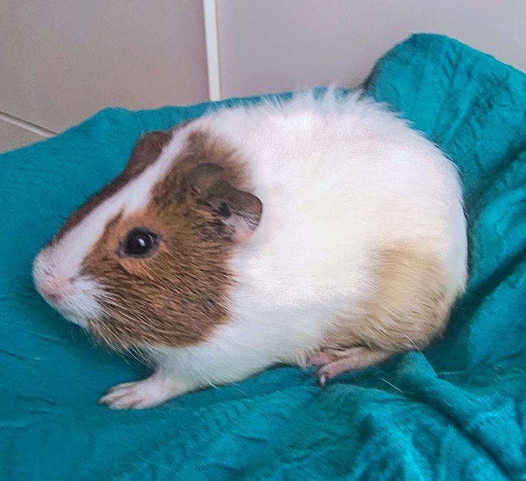 Świnki morskie rozetki i gładkie