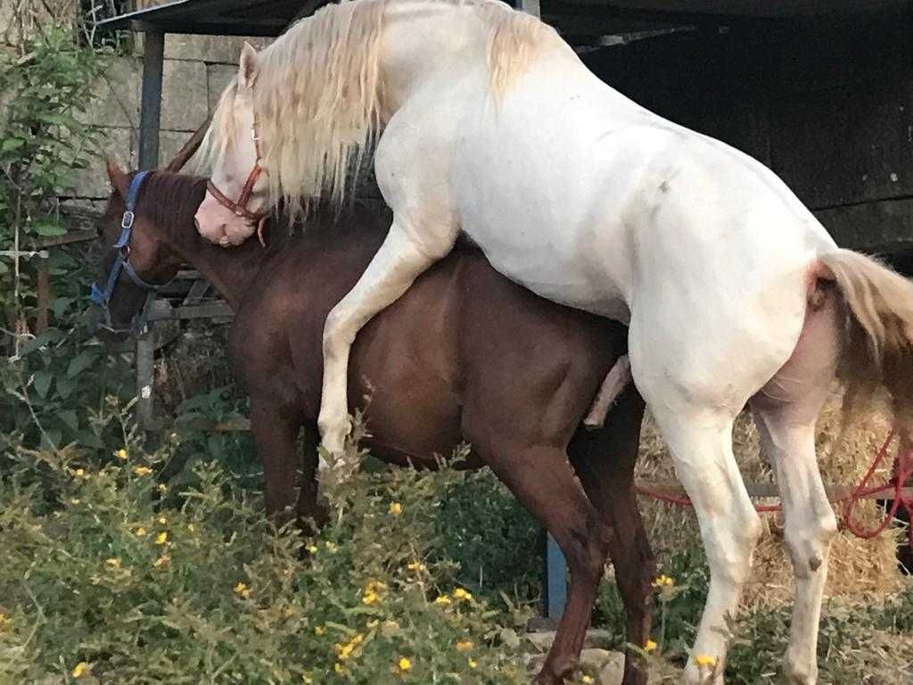 Égua Alazana PRE