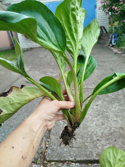 Бадан, бадан рожевий, першоцвіт.