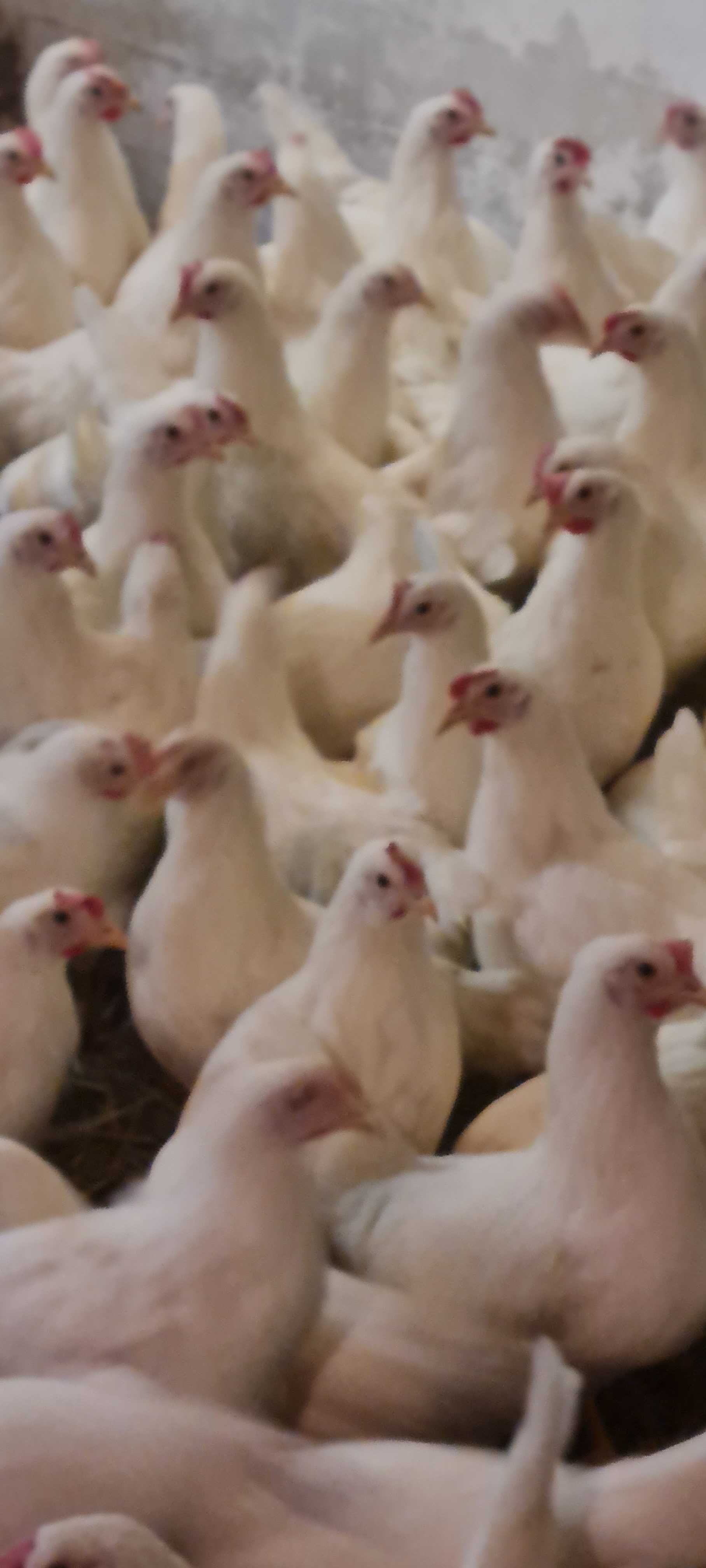 KURY młode nioski z własnego odchowu ! Rossa Messa Leghorn ! ZAPRASZAM