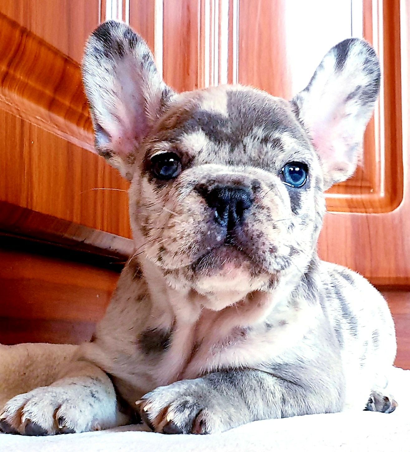Słodka Sunia francuski buldog