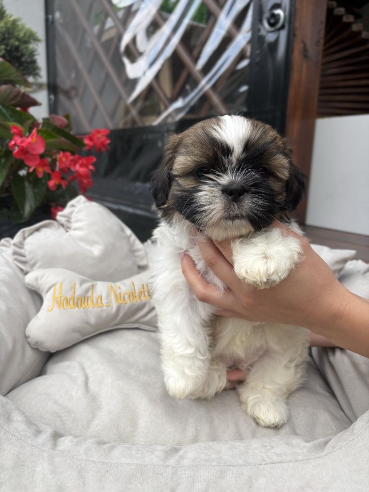 Suczka shih tzu tricolor