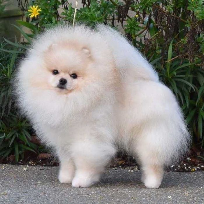 Szczenięta pomeranian szpic miniaturowy puchate, krótkie pyszczki