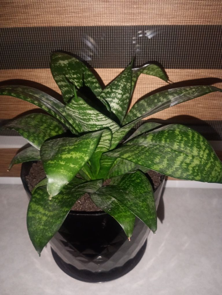 sansewieria zeylanica