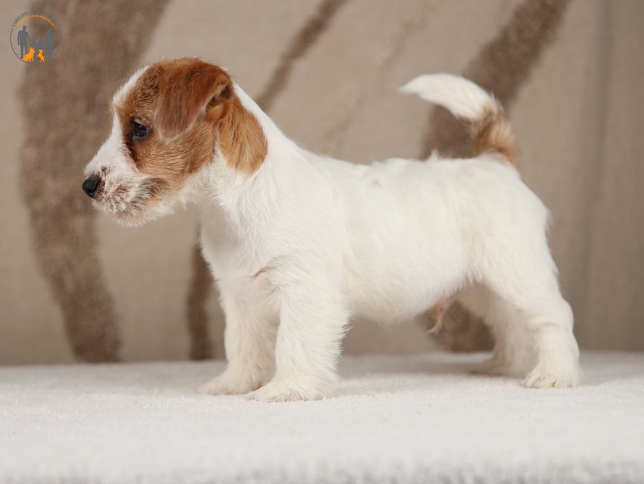 Jack Russell Terrier ZKwP FCI rezerwacja