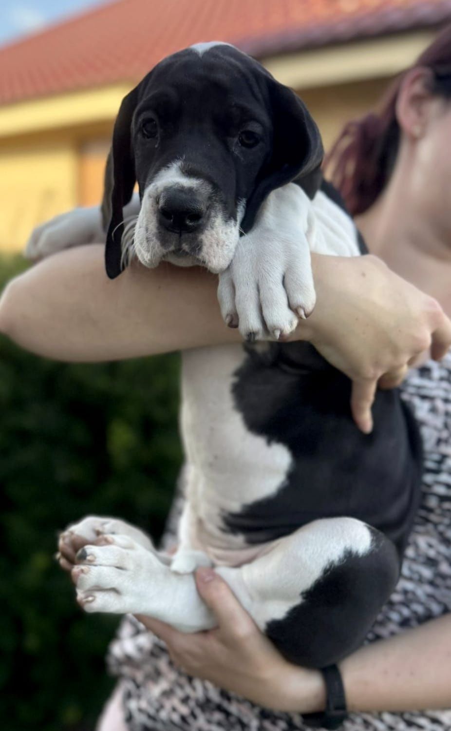 Gotowy na nowy dom. Dog niemiecki FCI płaszczowy z domowej hodowli