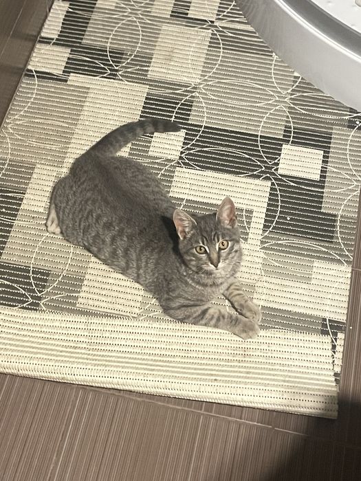 віддаємо котика в хороші руки