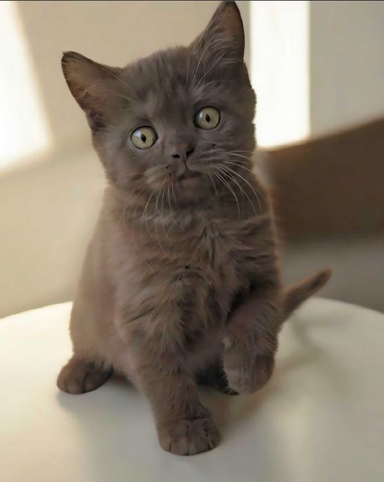 British Shothair chocolate macho com Lop