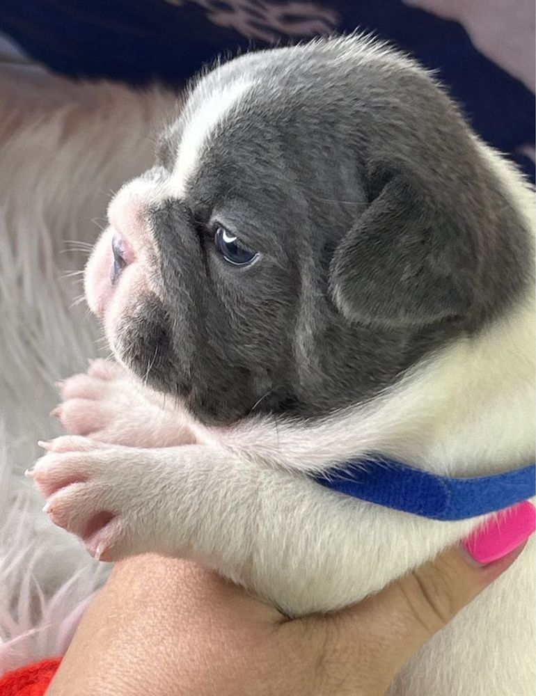 Buldog francuski piesek