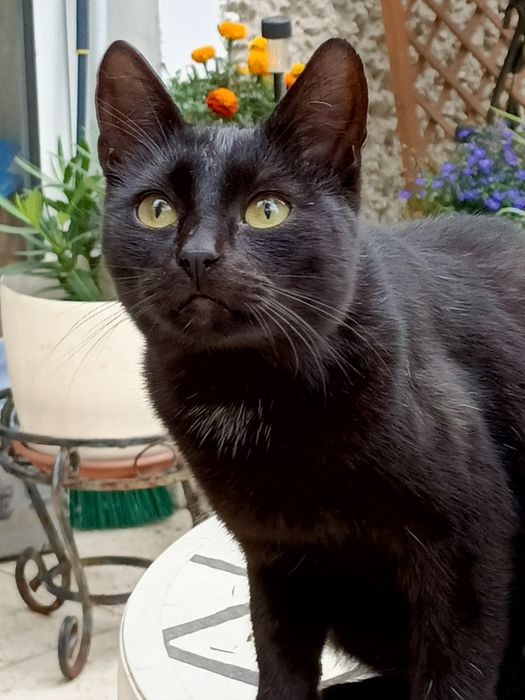 Kocurek angora czarna