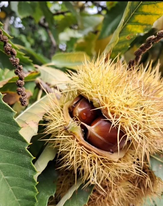 Castanhas Biológicas