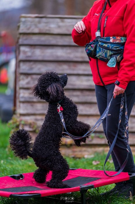 Opiekun zwierząt  "Ciocia Oliwka"