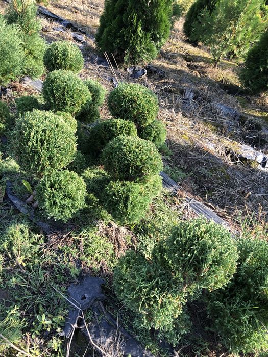 АКЦІЯ-туя Тедді, Ялівець Хіберніка, Скайрокет