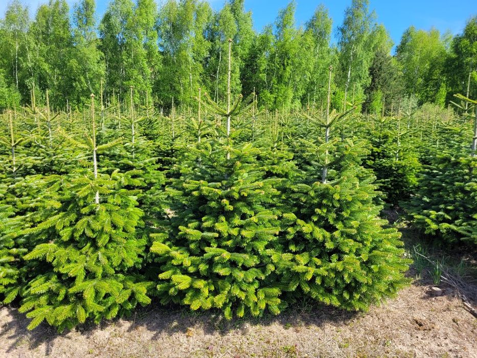 Jodła kaukaska 100-220 - 3 klasa  zamówienia 2025