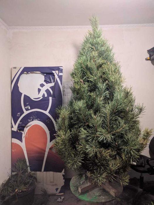 Ялинка набірна жива сосна (гостомель горенка буча ірпінь ворзель київ)