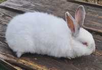 Кролики кролі кріль каліфорнієць,  самець, вік 4 місяців