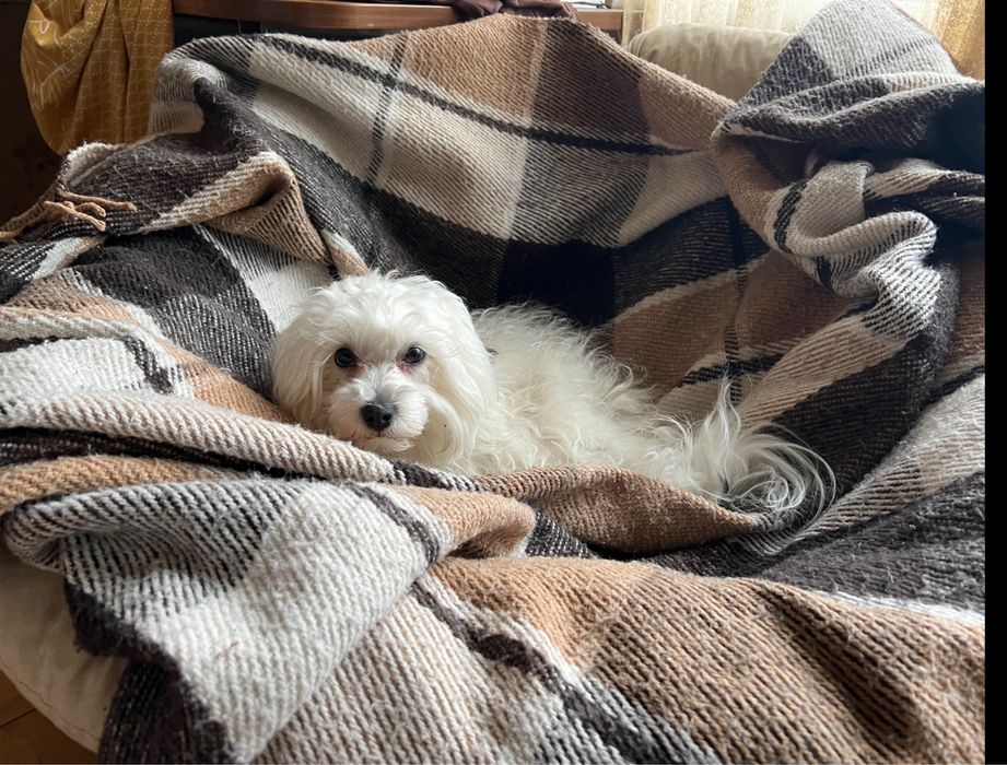 Ніжний кавалер породи болонка готовий до вʼязки!