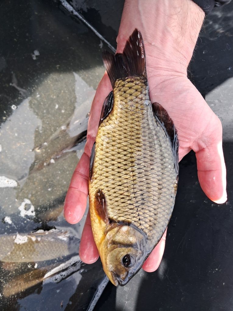 Karp narybek kroczek 15-20cm Lin, Jesiotr
