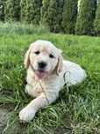 Golden Retriever ZKwP FCI *po championie Polski i Rosji*