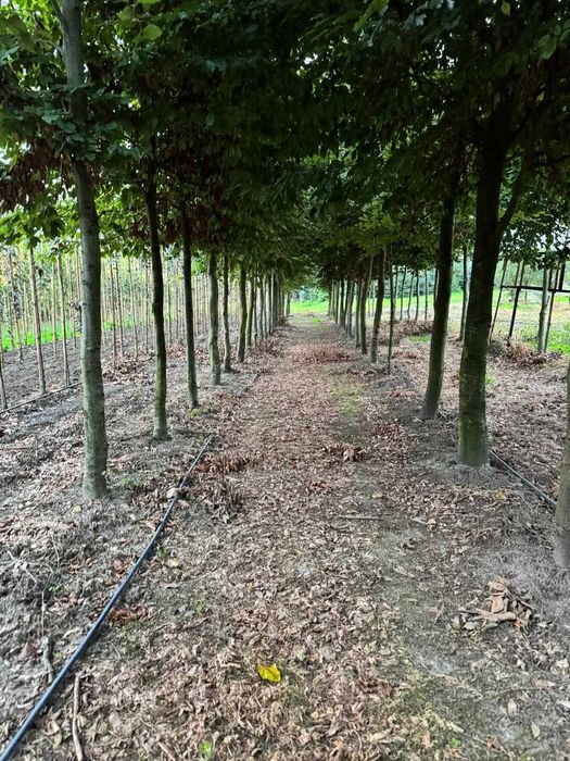 Buk pospolity 16-18, 16-20, 20-25, 25-30, 30-35, 35-40 cm