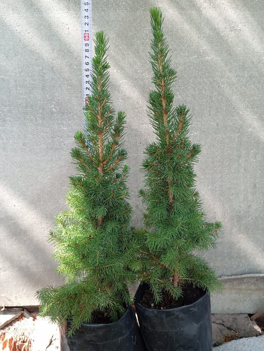 Ялинка Коніка, туя Ауреа нана, Смарагд, Даніка, ялинка Кейбаб.