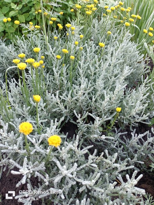 Продам лаванду і лавандин