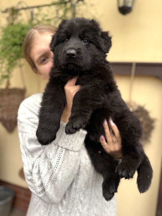 Owczarek Niemiecki Długowłosy - szczenię umaszczenie CZARNE