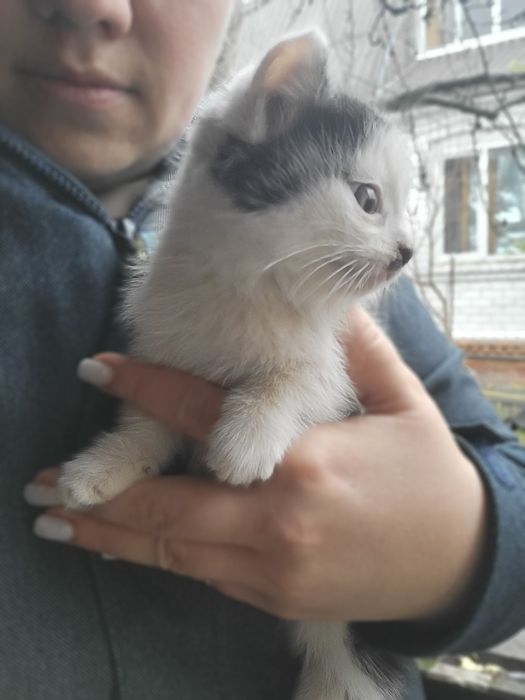 Безкоштовно віддам маленьких котят