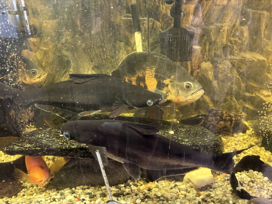 Sumy rekinie łagodne, duże