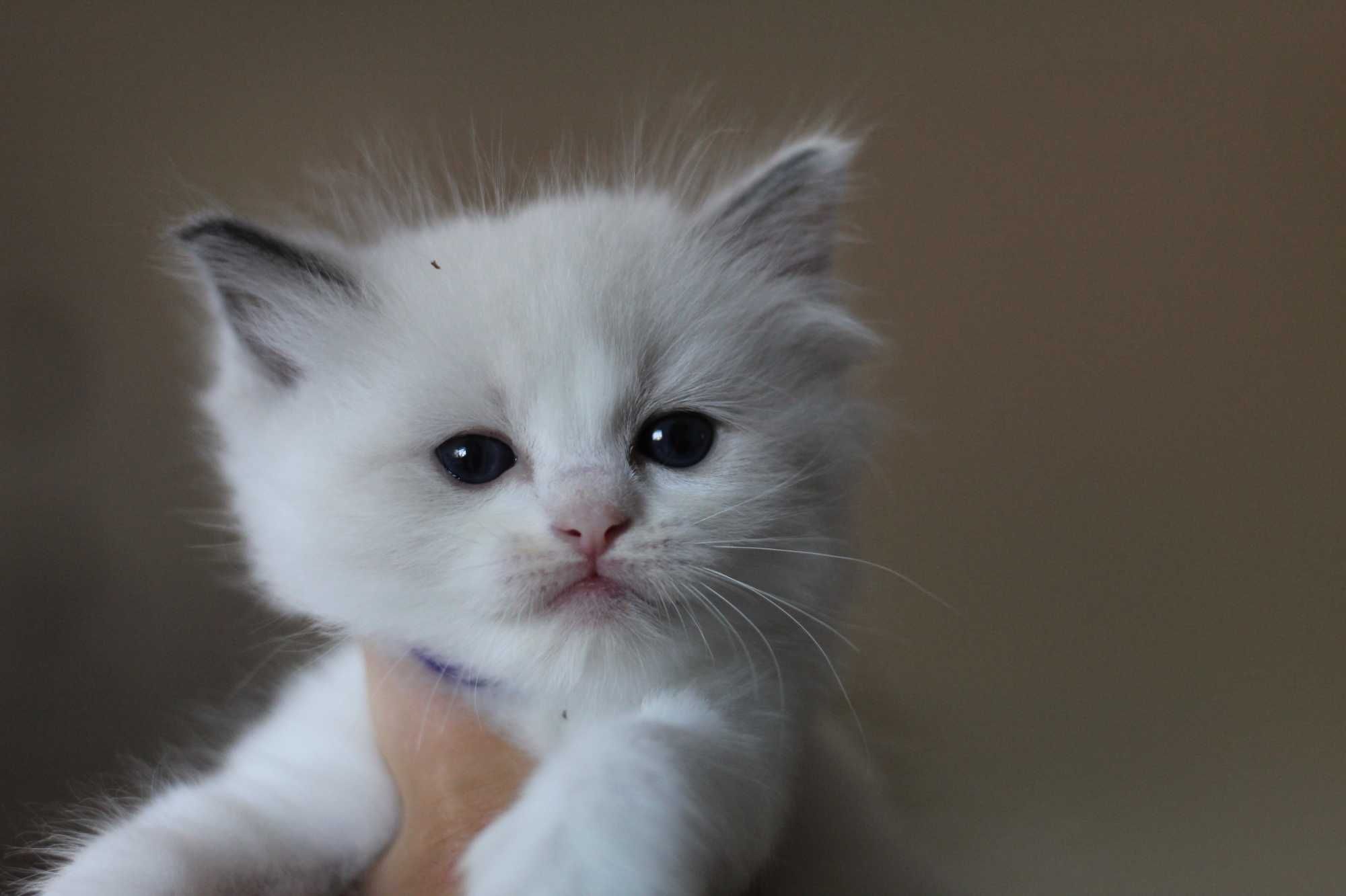 Ragdoll kocurek Frascati – rodowód WCF, kastracja, badania, wyprawka
