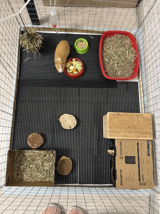 2 морские свинки и клетка со всем необходимым (доставим под дом)