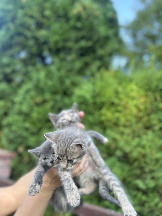 Віддам кошенят у добрі руки