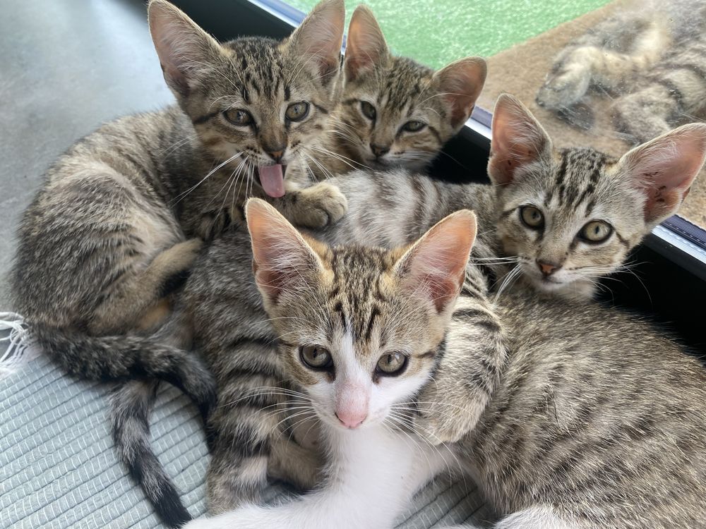Dão-se gatinhas