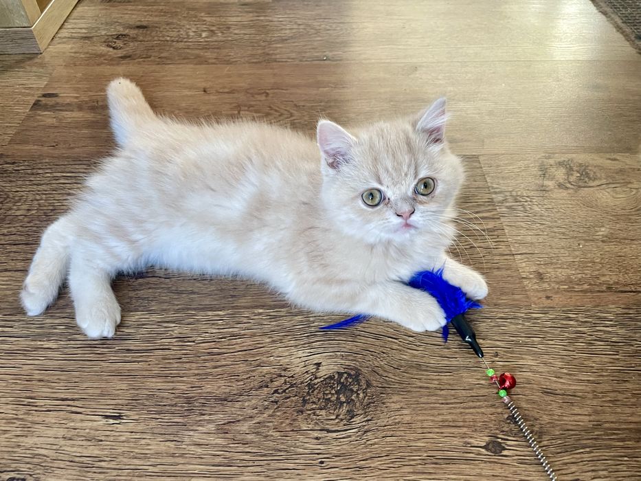 Beżowy kotek egzotyczny, pers krótkowłosy, exo, egzotyk