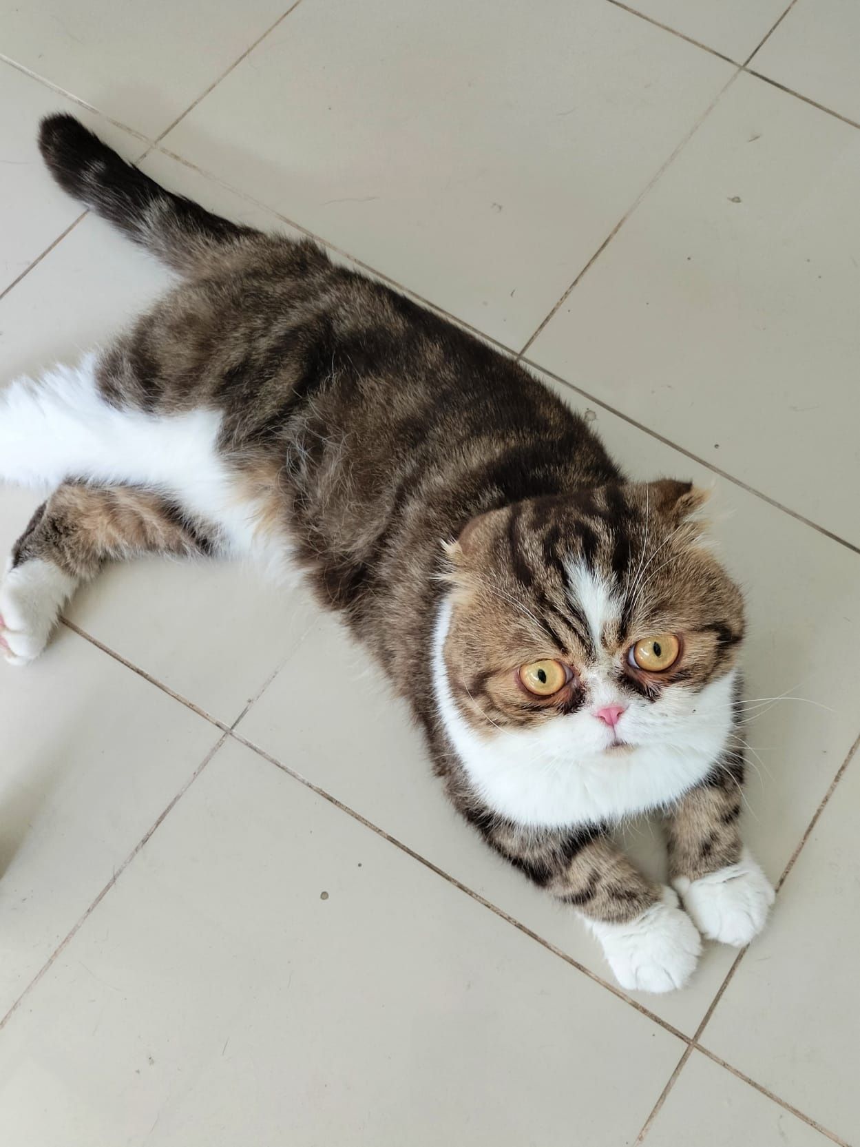 Scottish Fold macho para acasalar