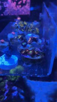 Zoa zoanthus koralowiec morski akwarium morskie