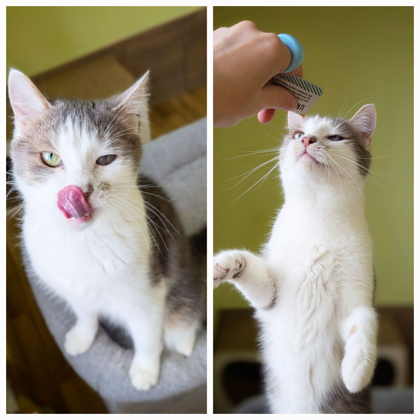Котик Скіф шукає дім