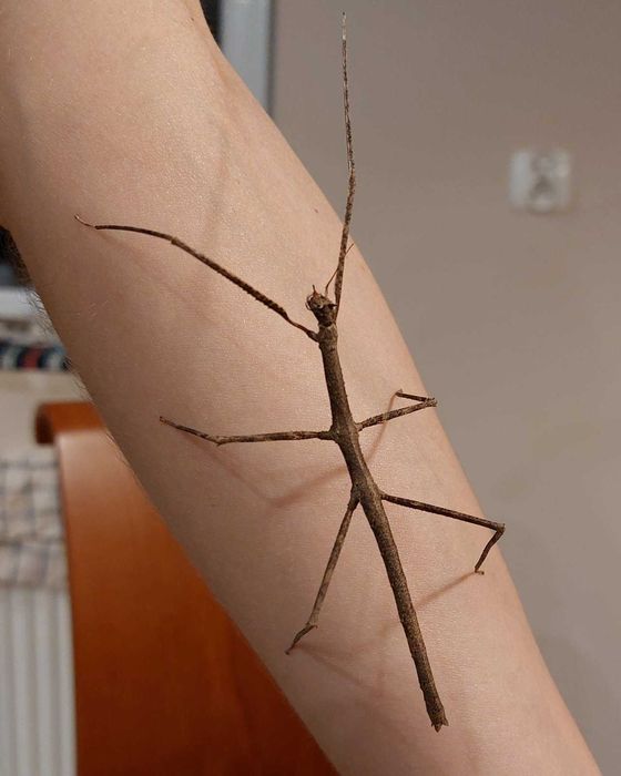 Patyczaki - małe [aktualizacja na 28.06: są nowe!]