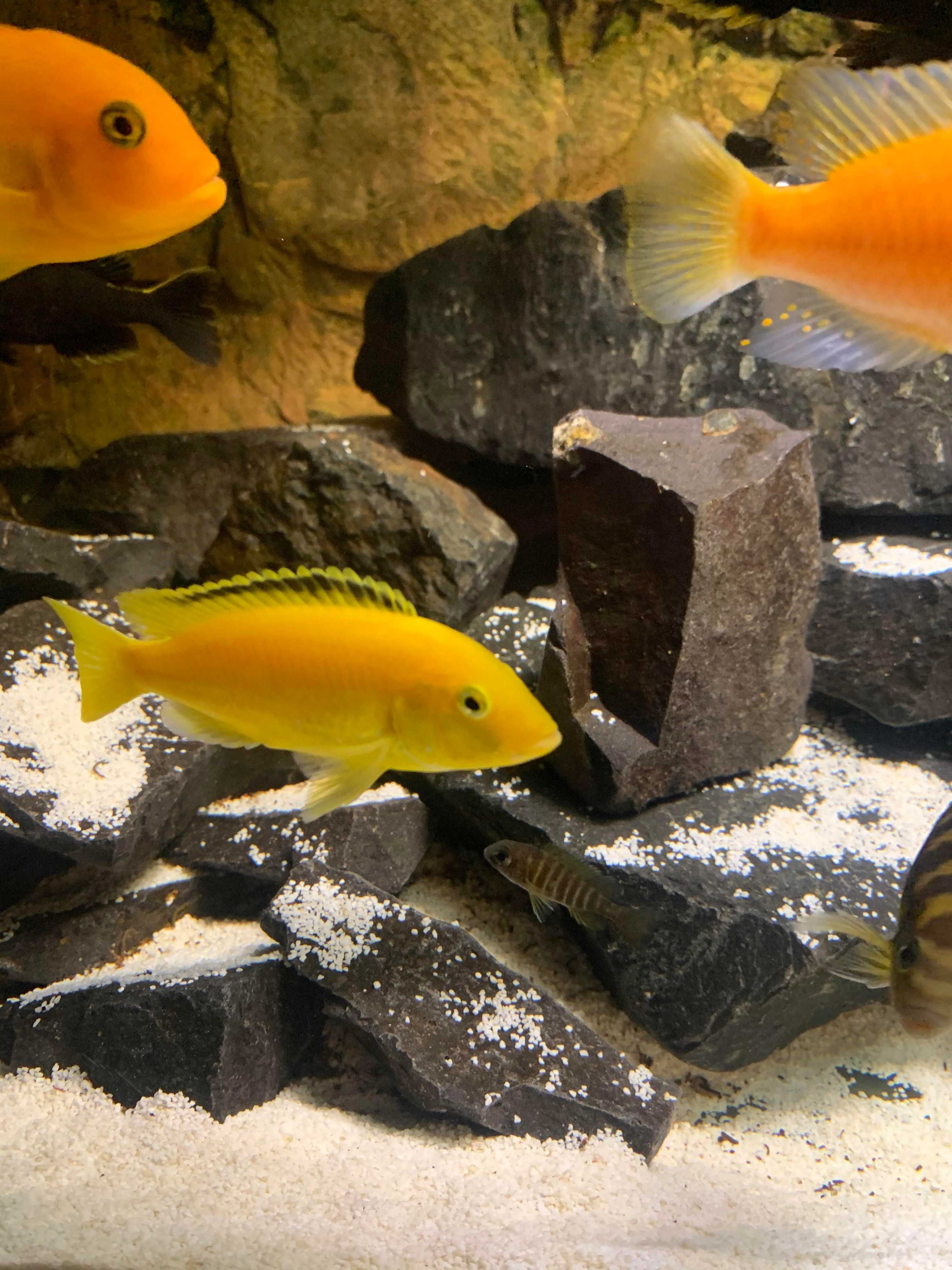 Pyszczaki Malawi Labidochromis caeruleus (yellow) Wysyłka