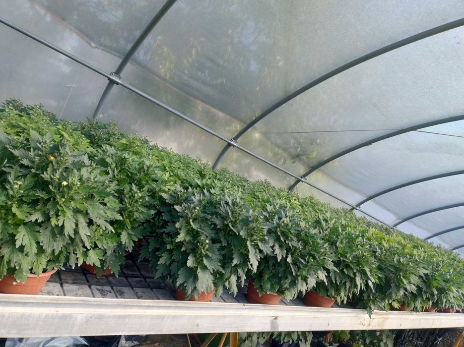 Chryzantema drobnokwiatowa i średniokwiatowa
