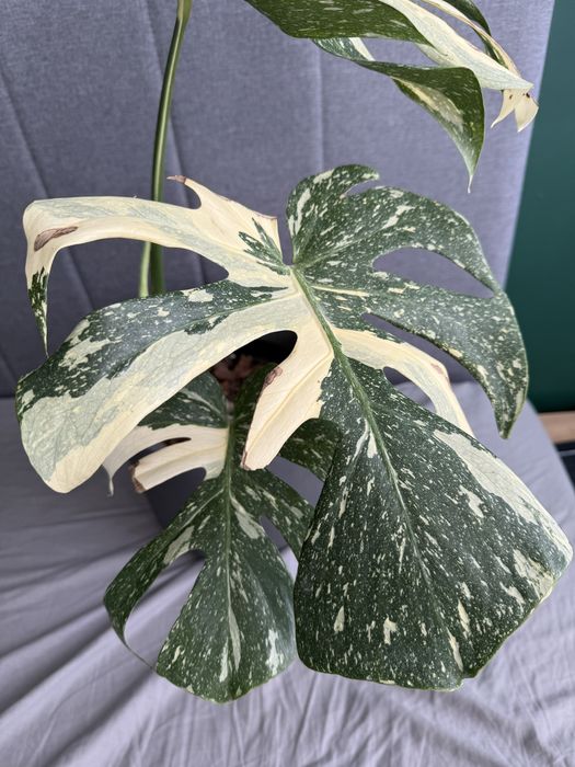 Monstera Thai Constellation
