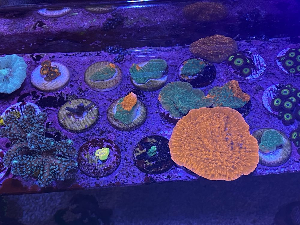 Coral frag agua salgada reef Montipora grafted