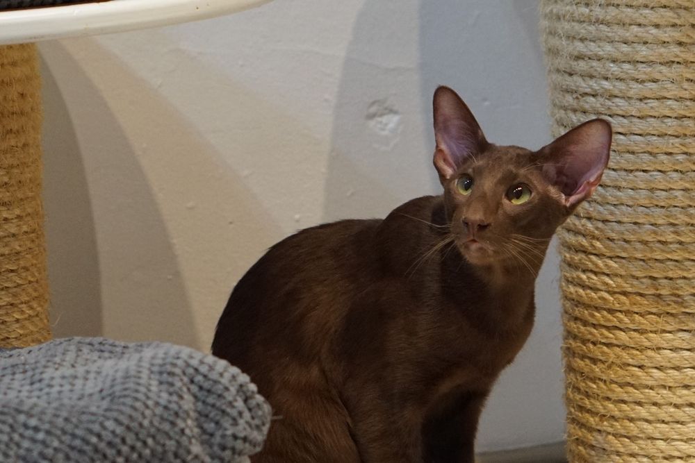 Kocurek orientalny gotowy do zmiany domku prawdziwy rodowód WCF