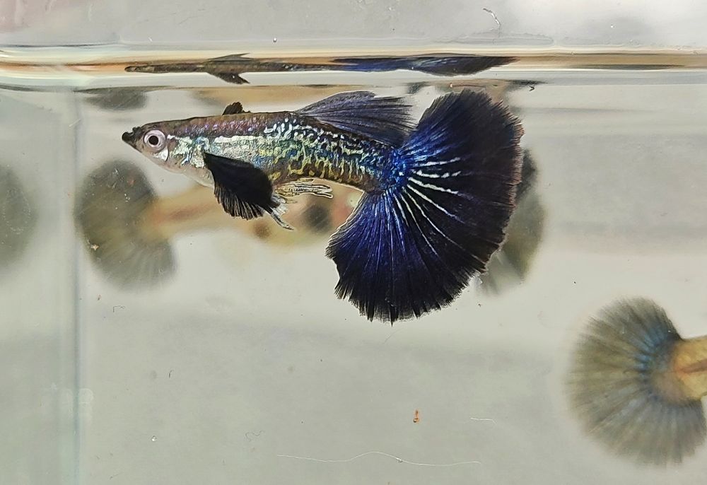 Ryby akwariowe gupiki dragon snakeskin halfmoon dumbo