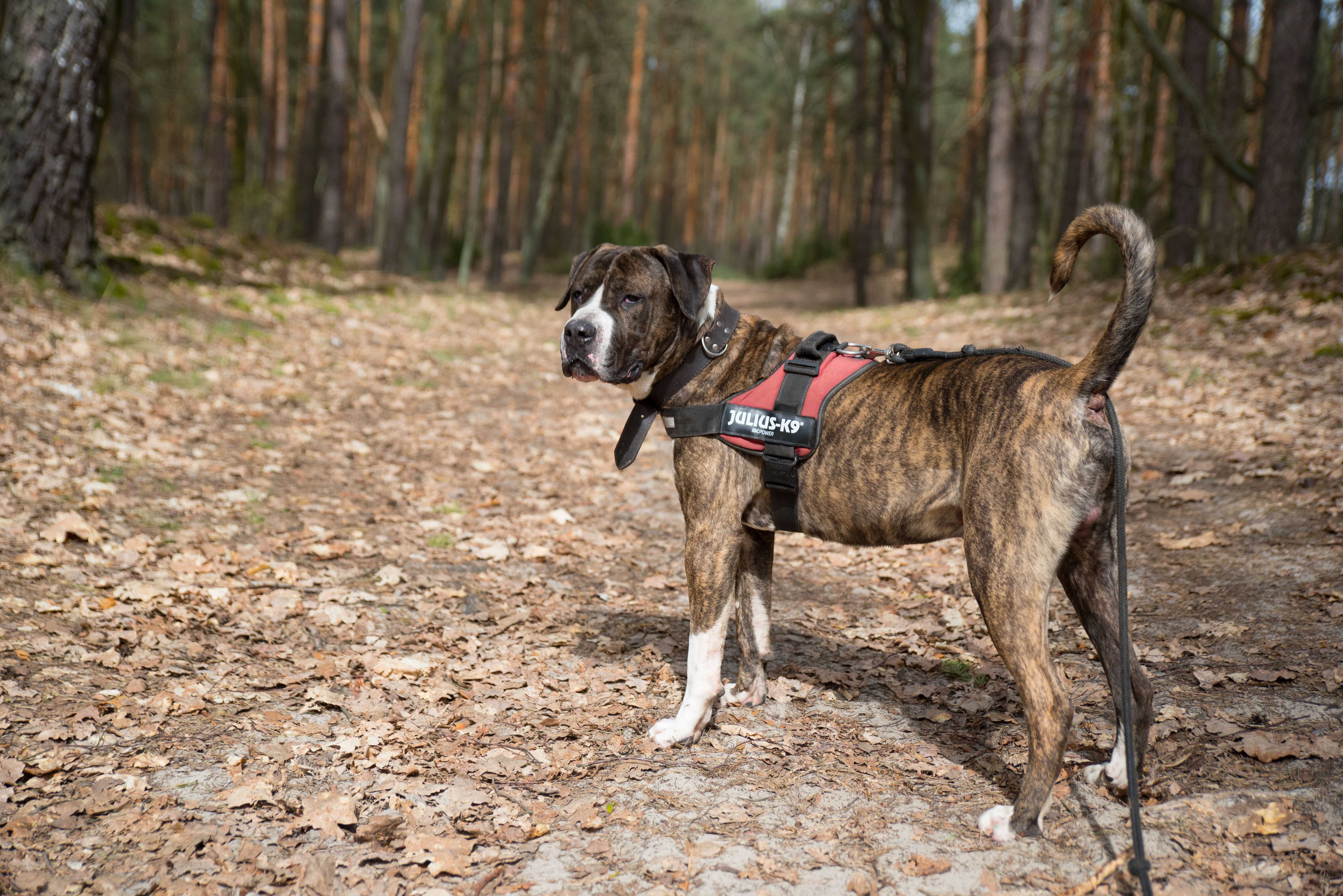 Bąbel- dog niemiecki do adopcji